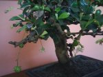 Carmona flores y frutos.JPG