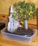 Bonsai_1.jpg