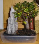 Bonsai_2.jpg