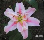 mi lilium.JPG