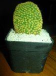 Cactus 017.jpg