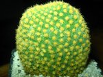 Cactus 018.jpg