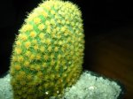 Cactus 019.jpg