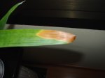 DSC02094.JPG