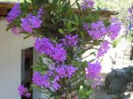 Candelaria 2_3_1.JPG