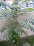 Imagen 014-F.jpg