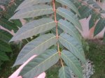 Imagen 015-F.jpg