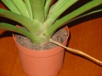 DSC02099.JPG