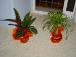 PLANTAS 007.JPE