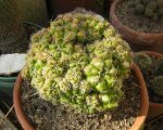 cactus 3.JPG