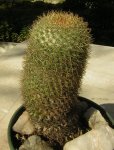 cactus 4.JPG