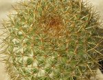 cactus 5.JPG