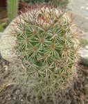 cactus 6.JPG