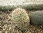 cactus 7.JPG