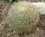 cactus 8.JPG