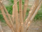 poda natural.JPG