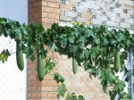 Luffa_cylindrica-02-2.JPG