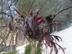 Dracaena 1.JPG