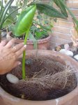 DSC00294.JPG