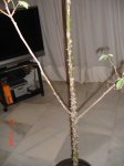 paloweb-003.jpg