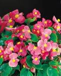 begonia.jpg
