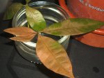DSCF0677.JPG