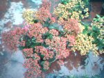 flores1.JPG