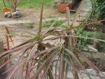 Dracaena 2.JPG
