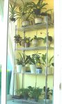orquideas septiembre 2006 026.jpg