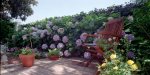 patiocon hortensias.jpg