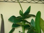 orquideas septiembre 2006 033.jpg
