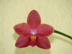 orquideas septiembre 2006 003.jpg