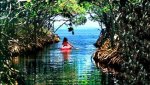 canal-manglar-2.jpg