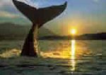 ballena-jorobada4a.jpg