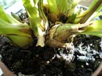 Cymbidium.jpg