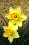 Narcisos 4.jpg