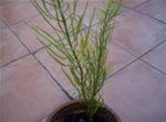 Imagen 087.jpg