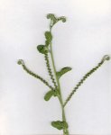 Planta.jpg