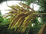 eriospatha02.jpg