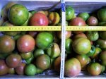 huerta 24 6-06 033.jpg
