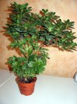 DSC02110.JPG