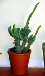 DSC02111.JPG