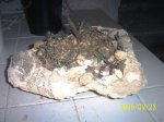ROCALLA.jpg