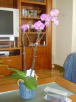 IMGP0120.JPG