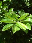 Ficus.jpg