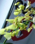 flor oncidium.JPG