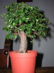 DSCN0676.JPG