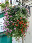 463 Melun Flores colgantes 2.jpg