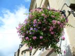 707 Bayeux Flores colgantes 2.jpg