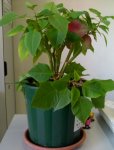 Poinsettia3009.jpg